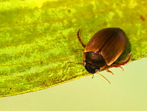 Great diving beetle (Dytiscus marginalis) Sheffield, UK