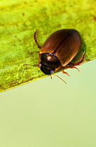 Great diving beetle (Dytiscus marginalis) Sheffield, UK
