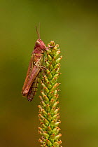 Meadow grasshopper (Chorthippus parallelus), Coombes Dale, Derbyshire UK