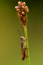 Meadow grasshopper (Chorthippus parallelus), Coombes Dale, Derbyshire, UK