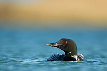 Great northern diver (Gavia immer) adult on water in summer plumage, Iceland, June