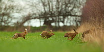 European hares (Lepus europeas) four running out of field, Peak District, UK June