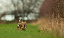 European hares (Lepus europeas) rear view of four running out of field, Peak District, UK June