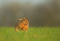European hare (Lepus europeas) grooming in field, Peak District, Uk June