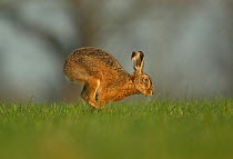 European hare (Lepus europeas) running in grass field, Peak District, UK June