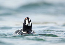 Harlequin duck (Histrionicus histrionicus) male on river Lxa, in summer plumage, Iceland June