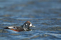 Harlequin duck (Histrionicus histrionicus), male on river Lxa, in summer plumage, Iceland, June