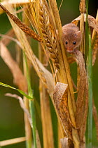 Harvest mouse (Micromys minutus) in barley cereal field, Yorkshire, UK  Captive
