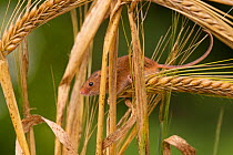 Harvest mouse (Micromys minutus) in barley cereal field, Yorkshire, UK Captive
