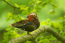 Mandarin duck (Aix galericulate) male resting in tree, Sheffield, UK May