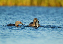 Red throated diver (Gavia stellata) on water, male offering fish to female as pre-mating gift, Iceland, June