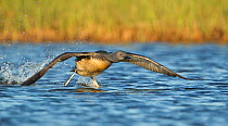 Red throated diver (Gavia stellata) taking off from water, Iceland June
