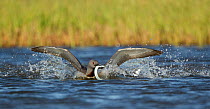Red throated diver (Gavia stellata) adult with fish, coming into land on water, Iceland June