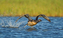 Red throated diver (Gavia stellata) taking off from water, Iceland June