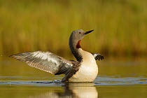 Red throated diver (Gavia stellata) flapping wings on water surface, Iceland June