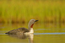 Red throated diver (Gavia stellata) on water, Iceland June