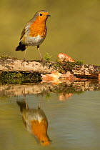 Robin (Erithacus rubecula) reflected portrait in pond, Yorkshire, UK July