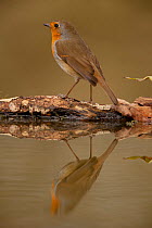 Robin (Erithacus rubecula) reflected portrait in pond, Yorkshire, UK July