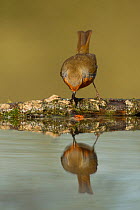 Robin (Erithacus rubecula) drinking in pond with reflection, Yorkshire, UK July