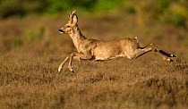 Roe deer (Capreolus capreolus) adult stag running across heathland, The Netherlands