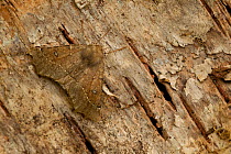 Scalloped hazel moth (Odontopera bidentata) camouflaged on tree bark, Sheffield UK