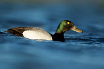 Greater scaup duck (Aythra marila) male on water, Iceland June