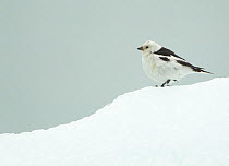 Snow Bunting (Plectrophenax nivalis), male portrait  standing on ice-snow, summer plumage, Iceland June
