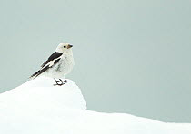 Snow Bunting (Plectrophenax nivalis), male portrait standing on ice-snow, summer plumage, Iceland June