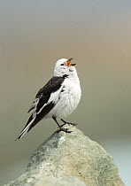 Snow Bunting (Plectrophenax nivalis), male singing, summer plumage, Iceland June