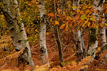 Silver Birch trees (Betula pendula) in Autumn colours, Greno woods, Sheffield UK