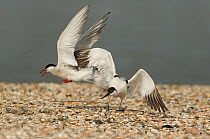 Avocet (Recurvirostra avosetta) being mobbed by Common tern (Sterna hirundo) Texel, Holland