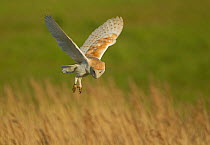 Barn owl (Tyto alba) in flight, hunting behaviour, Lincolnshire, UK May
