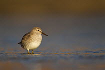 Knot (Calidris canutus) foraging in shallow water in winter plumage, Yorkshire, UK February