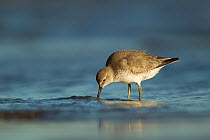 Knot (Calidris canutus) foraging in shallow water in winter plumage, Yorkshire, UK February