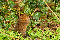 Water Vole (Arvicola terestris) eating holly, Derbyshire, UK