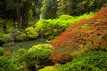 The Strolling Pond with a Moon Bridge, Japanese Garden in Portland's Washington Park, Oregon, USA, June
