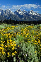 View of the Teton Range from Blacktail Ponds Overlook, with flowers in foreground, Grand Teton National Park. Wyoming, USA, July 2011
