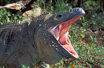 Grand Cayman Blue Iguana (Cyclura lewisi) with mouth open defensively, Cayman Islands, captive