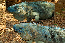 Cayman blue iguana (Cyclura lewisi) reflected in mirror, captive, Indianapolis Zoo, Indiana, USA, Endangered species