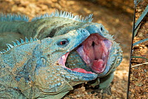 Cayman blue iguanas (Cyclura lewisi) attacking its own image in mirror, captive, Indianapolis Zoo, Indiana, USA, Endangered species