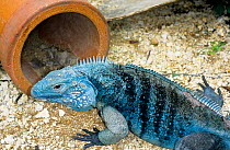 Grand Cayman Blue Iguana (Cyclura lewisi) captive Cayman Islands National Trusts Blue Iguana Recovery Program, Queen Elizebeth Botanic Park, Grand Cayman