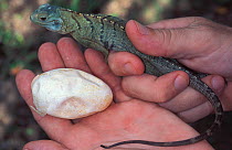 Grand Cayman Blue Iguana (Cyclura lewisi) hatchling and egg held in hands, captive, Cayman Islands National Trusts Blue Iguana Recovery Program, Queen Elizebeth Botanic Park, Grand Cayman. Endangered...