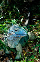 Grand Cayman Blue Iguana (Cyclura lewisi), adult that has been reintroduced to the wild from captive breeding programme. Cayman Islands, Endangered species.