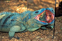 Grand cayman blue iguana (Cyclura lewisi) attacking reflection in mirror, Indianapolis  Zoo, Indiana, USA, Endangered species