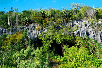 Cayman Brac landscape, habitat for Grand cayman rock iguana (Cyclura lewisi), Western Indies