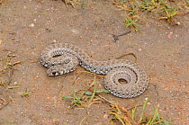 Mole Snake (Pseudaspis cana) juvenile. deHoop Nature Reserve,  Western Cape, South Africa, October