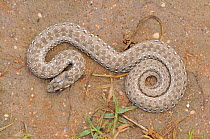 Mole Snake (Pseudaspis cana) juvenile, dorsal view. dehoop Nature Reserve,  Western Cape, South Africa, October