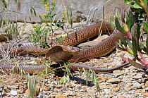 Cape Cobra (naja nivea) male alert at refuge. deHoop Nature Reserve,  Western Cape, South Africa, October