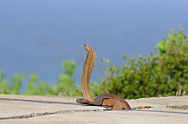 Cape Cobra (Naja nivea) two males on concrete. DeHoop Nature reserve. Western Cape, South Africa, October