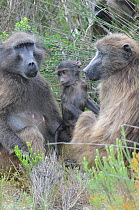 Chacma baboon (Papio hamadryas ursinus) female with infant and adult daugher, DeHoop Nature Reserve. Western Cape, South Africa, October